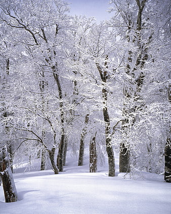 Snow-covered beech forest in winter landscape