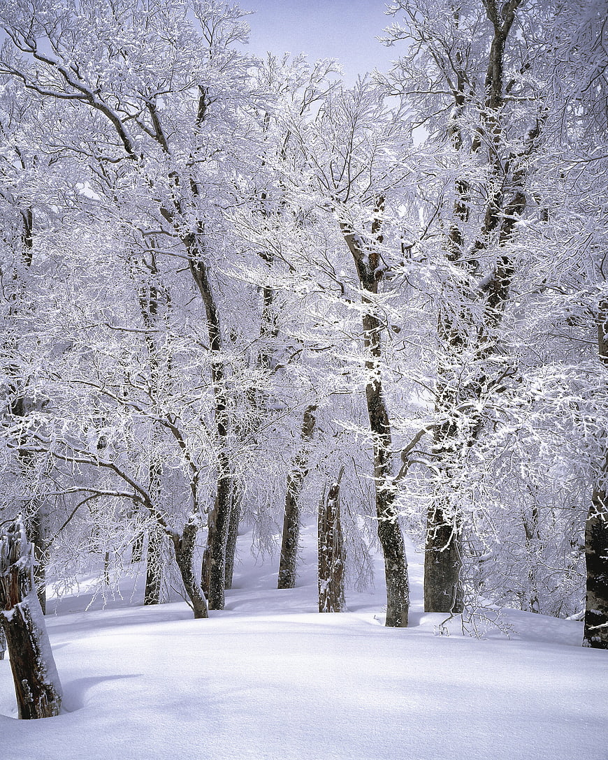 Snow-covered beech forest in winter landscape