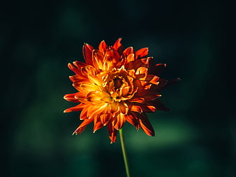Vibrant Orange Dahlia Flower Against Dark Green Background