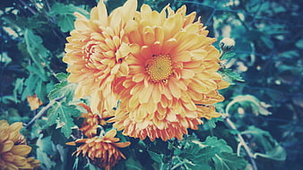 Vibrant Yellow Chrysanthemums in a Garden