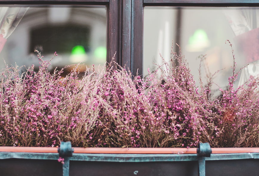 Dried pink heather flowers in a window box planter