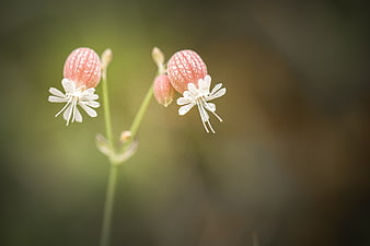 Close-up of delicate pink and white bladder campion flowers