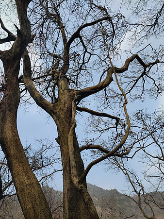 Low angle view of bare winter tree branches against blue sky