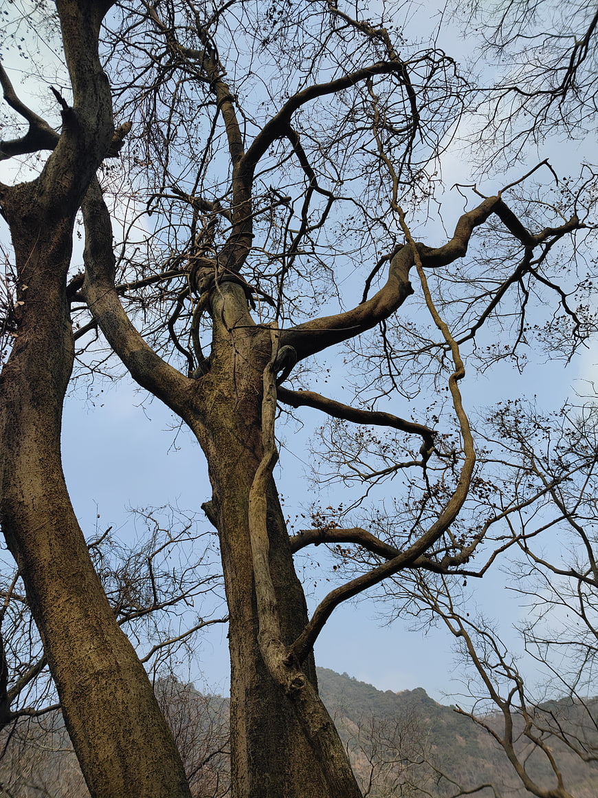 Low angle view of bare winter tree branches against blue sky