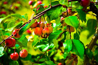 Ripe red crabapples hanging on a tree branch with green leaves