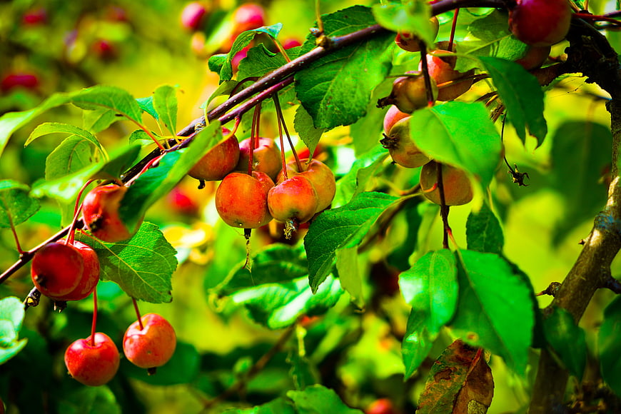 Ripe red crabapples hanging on a tree branch with green leaves