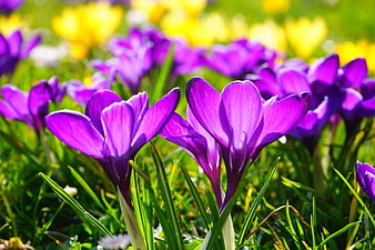 Vibrant Purple Crocuses Blooming in Spring Grass
