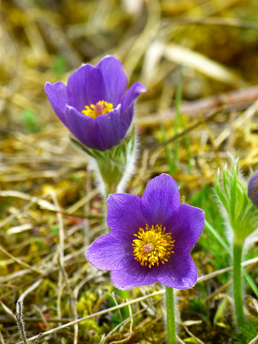 Close-up of purple pasque flowers in spring grass