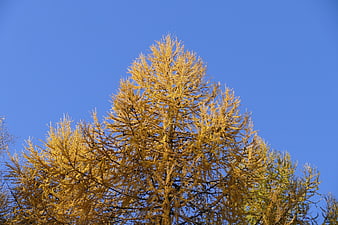 Golden Larch Tree Against Blue Sky in Autumn
