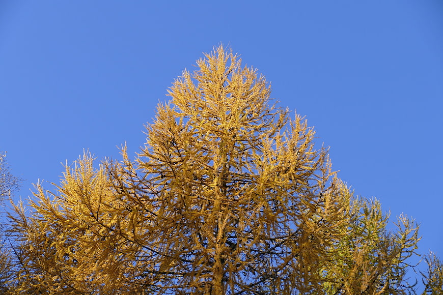 Golden Larch Tree Against Blue Sky in Autumn