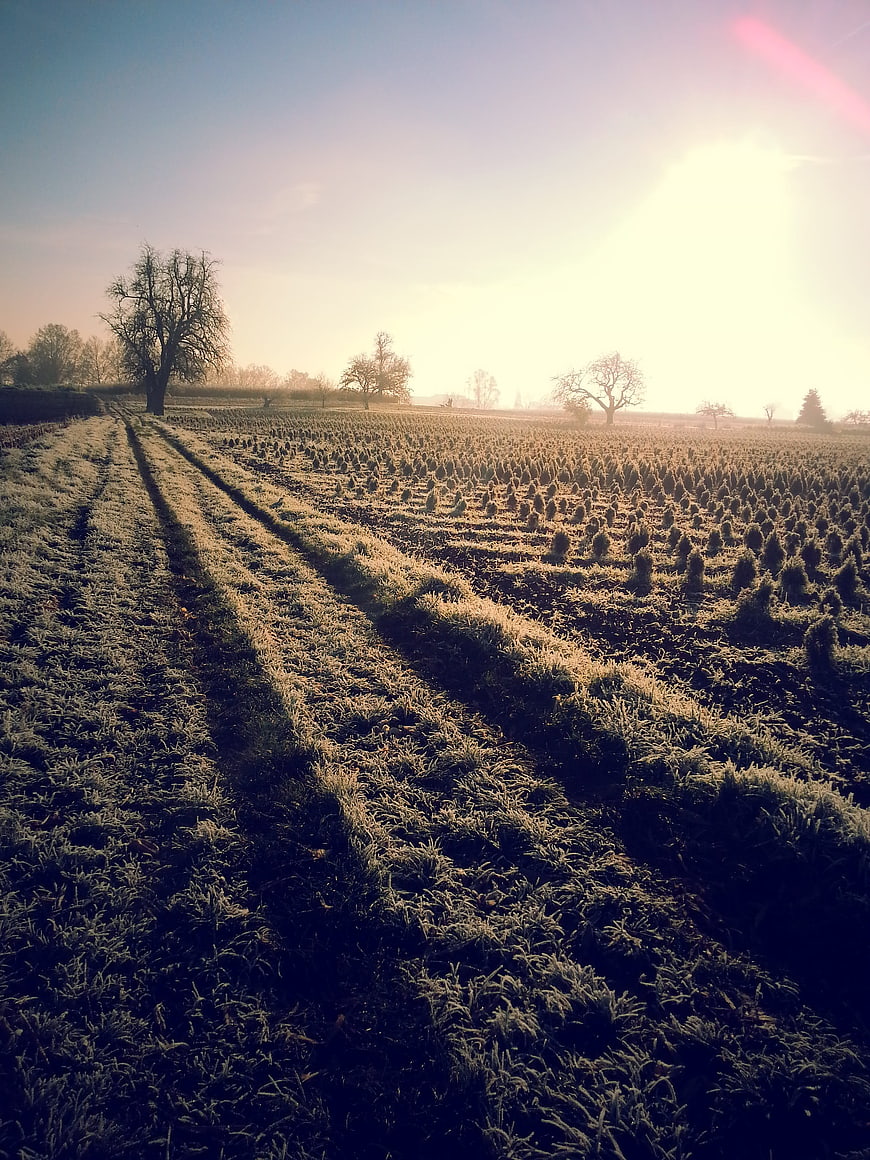 Frosty Winter Field with Sunrise and Bare Trees