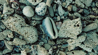 Close-up of seashells and porous coral fragments on a rocky beach