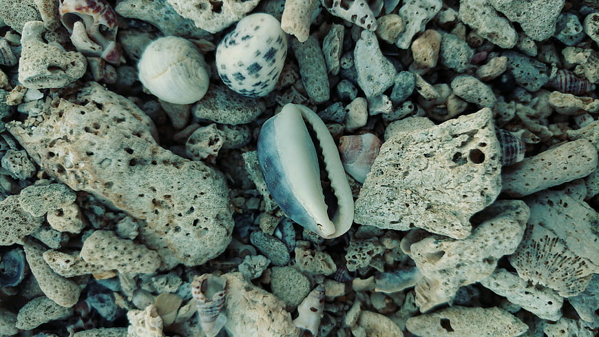 Close-up of seashells and porous coral fragments on a rocky beach