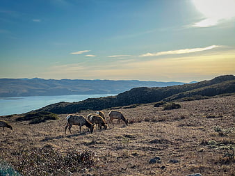 Wild elk herd grazing on coastal hillside at sunset