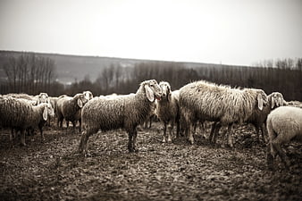 Flock of sheep standing in muddy field