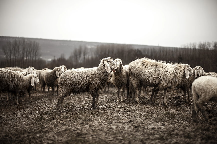 Flock of sheep standing in muddy field