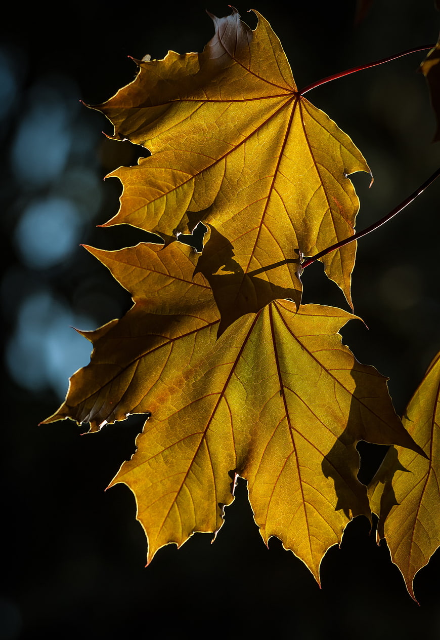 Backlit Yellow Maple Leaves Against Dark Bokeh Background