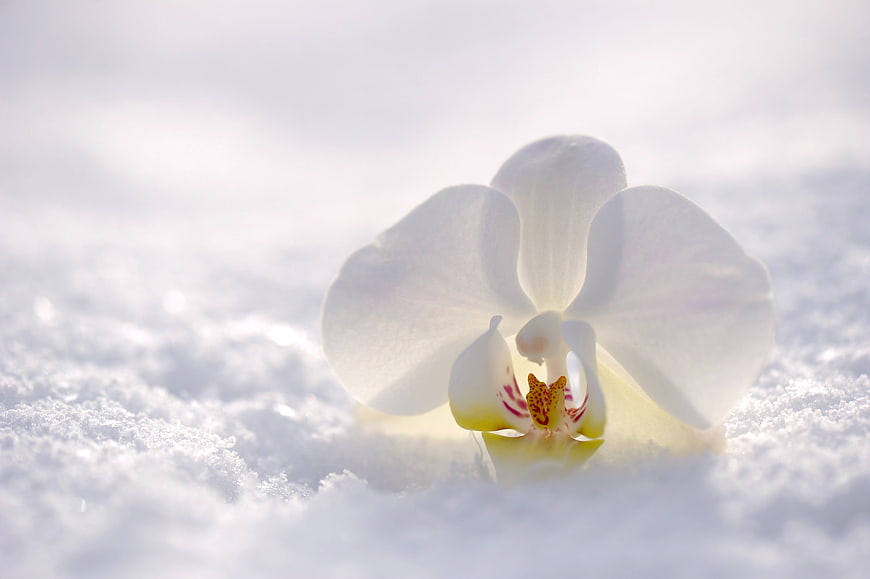 White Orchid Flower Resting in Fresh Snow