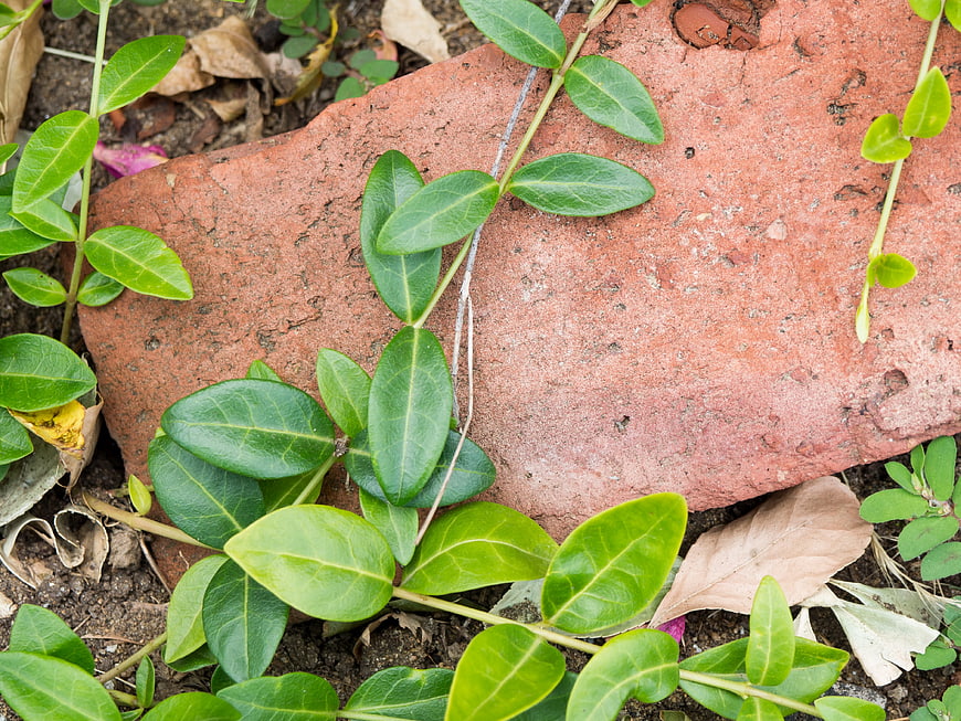 Green ivy vines growing over a red brick on soil