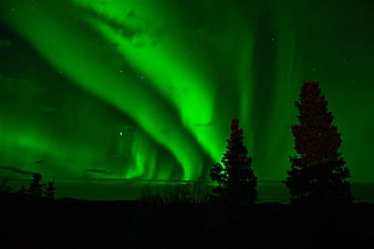 Vibrant Green Aurora Borealis Over Silhouetted Pine Trees