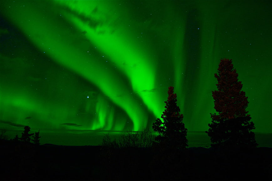 Vibrant Green Aurora Borealis Over Silhouetted Pine Trees