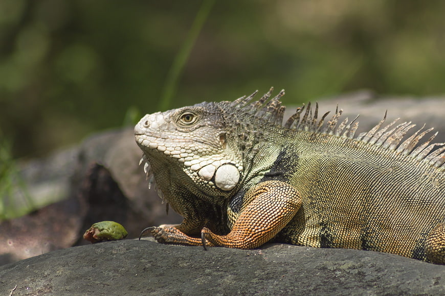 Green Iguana Resting on Rock in Natural Habitat