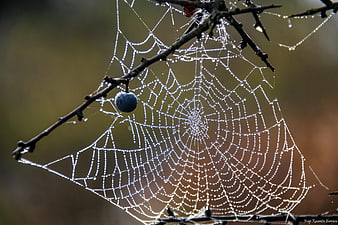 Spiderweb with Dew Drops on Branch