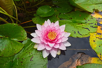 Pink Water Lily Flower Blooming on Green Lily Pads in Pond