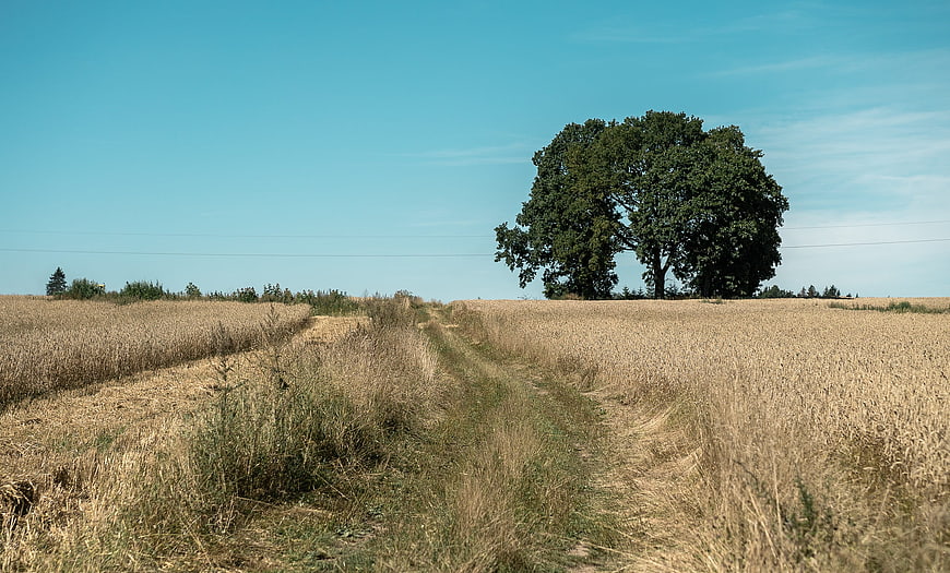 Lone Tree in Golden Wheat Field Under Blue Sky