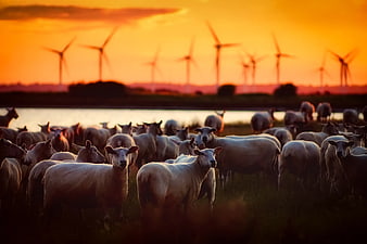 Flock of Sheep in Pasture with Wind Turbines at Sunset