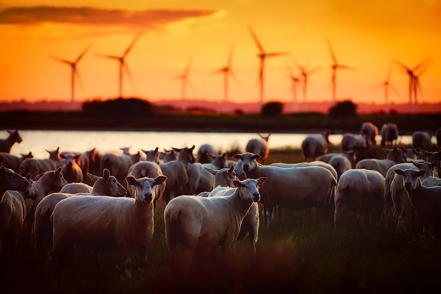 Flock of Sheep in Pasture with Wind Turbines at Sunset