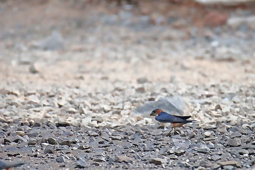 Red-rumped Swallow on Gravel Ground