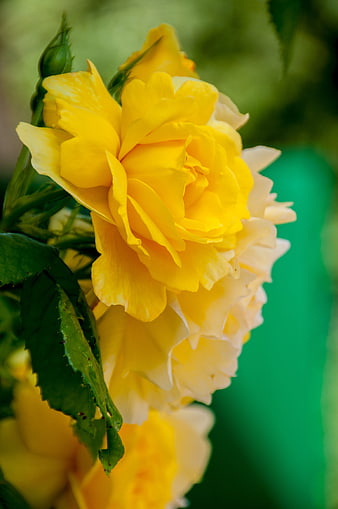 Close-up of vibrant yellow rose with green leaves