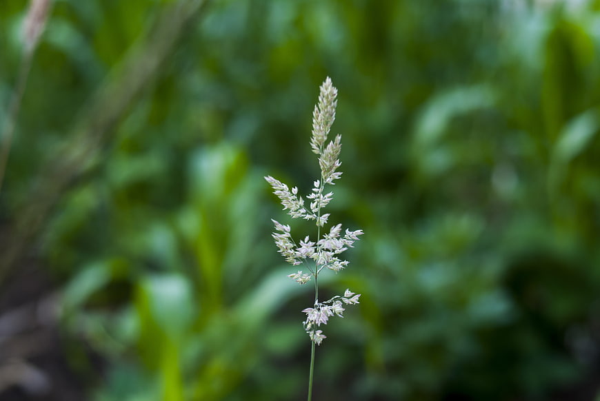 Close-up of delicate wild grass flower against blurred green background