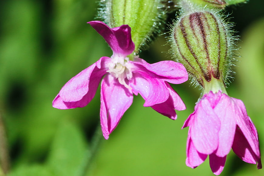 Close-up of pink red campion flowers with green buds