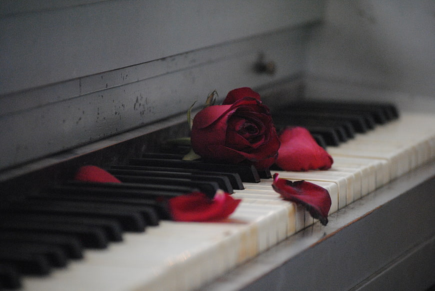 Red Rose and Petals on Vintage Piano Keys