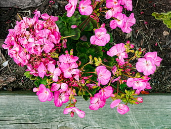 Vibrant Pink Geraniums Blooming Over Weathered Wood