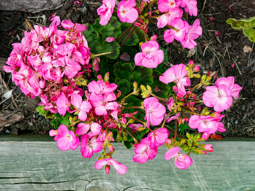 Vibrant Pink Geraniums Blooming Over Weathered Wood