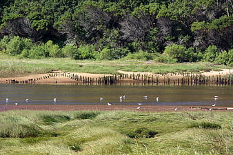 Seagulls on a Sandy Riverbank with Mangrove Roots and Green Grass