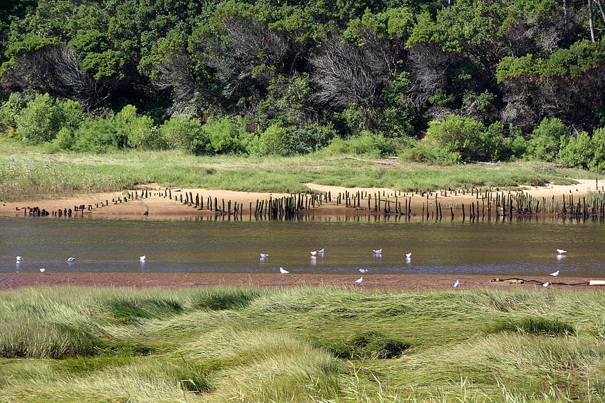 Seagulls on a Sandy Riverbank with Mangrove Roots and Green Grass