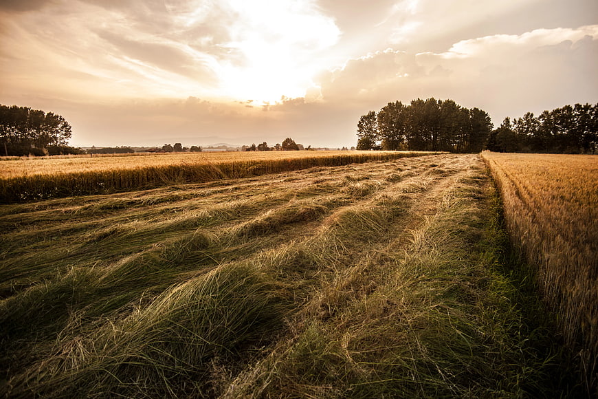 Golden wheat field with cut hay rows at sunset