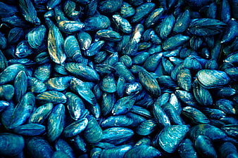 Close-up of fresh blue mussels in a pile