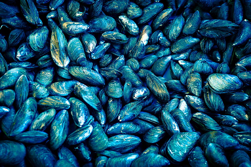 Close-up of fresh blue mussels in a pile