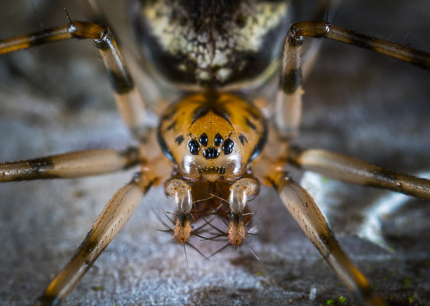 Extreme Macro Close-Up of a Spider Face and Eyes