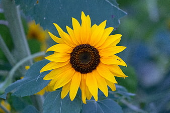 Vibrant Yellow Sunflower Close-Up with Green Leaves