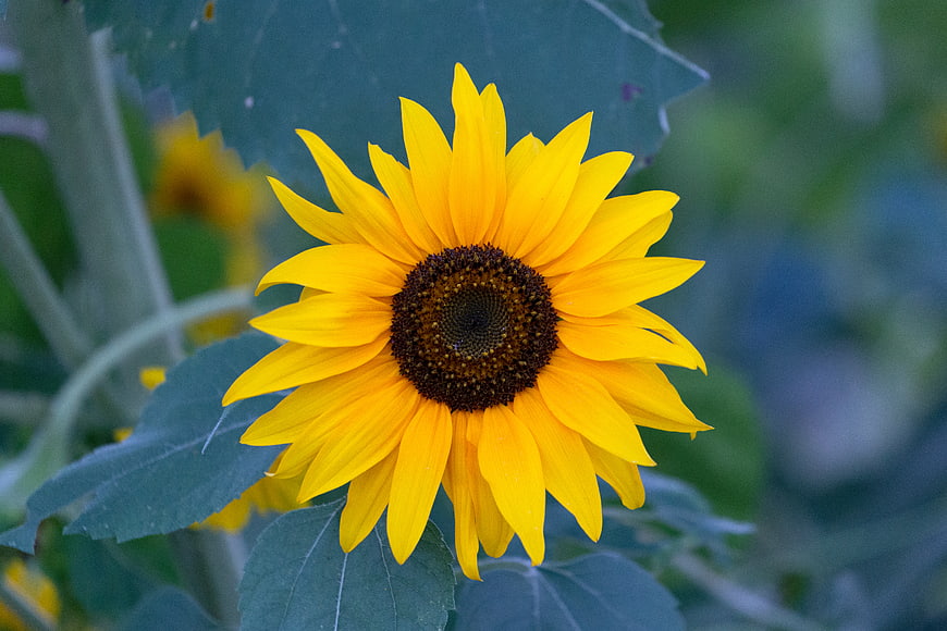Vibrant Yellow Sunflower Close-Up with Green Leaves