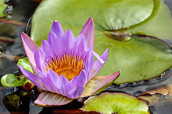 Purple Water Lily Bloom on Green Lily Pads