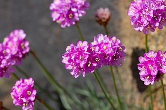 Close-up of vibrant purple sea lavender flowers