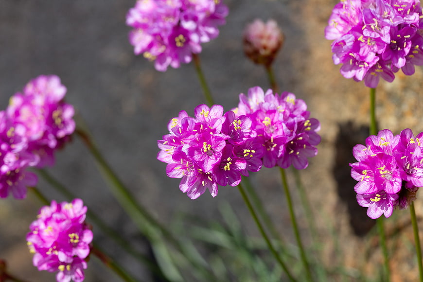 Close-up of vibrant purple sea lavender flowers