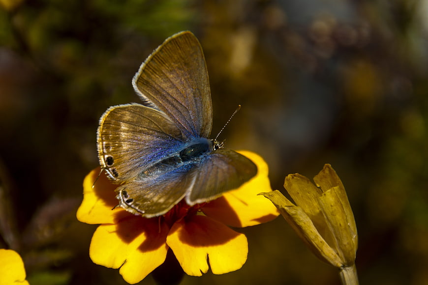 Blue butterfly on yellow flower in sunlight